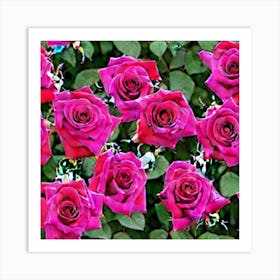 Pink Roses 1 Art Print