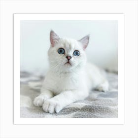 British Shorthair Kitten Art Print