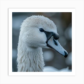 Beautiful Swan 6 Art Print