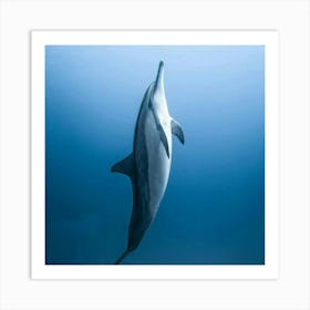 Dolphin - Dolphin Stock Videos & Royalty-Free Footage Art Print