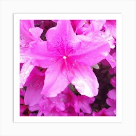 Pink Azaleas 4 Art Print