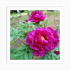 Peonies Art Print