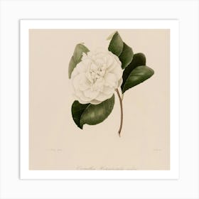 Camellia 1 Art Print