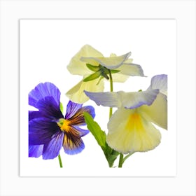 Pansies 1 Art Print