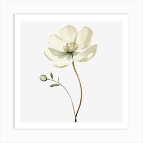 White Anemone Flower Art Print