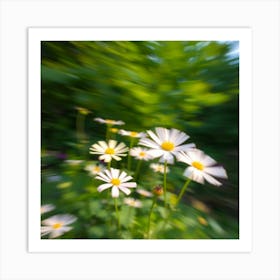 Daisies In Motion Art Print