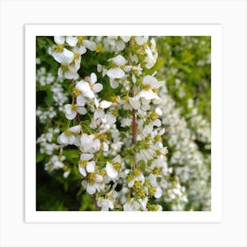 White Wisteria Art Print