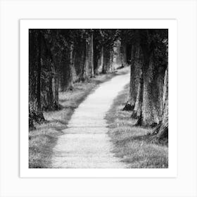 Path In The Woods Art Print