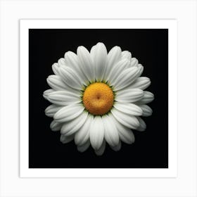 Daisy Flower on Black Background Art Print