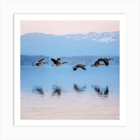 Canadian Geese In Flight Art Print