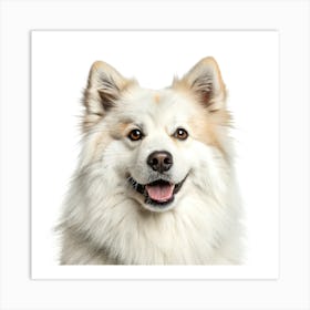 Finnish Lapphund Dog Portrait Poster