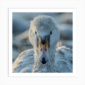 Beautiful Swan 7 Art Print