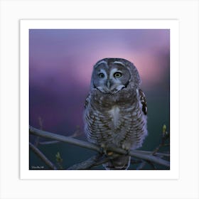 Barred Owl Art Print