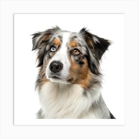 Australian Sheperd Portrait Póster