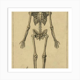 Anatomy Of The Human Skeleton Art Print