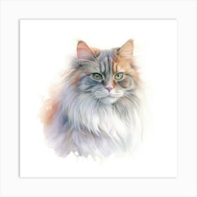 Australian Mist Longhair Cat Portrait Art Print