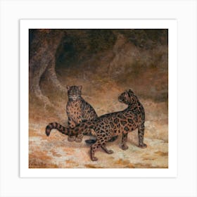 Clouded Leopards Square Art Print