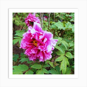 Peony in Japan 24 Art Print