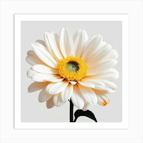 White Daisy 1 Art Print