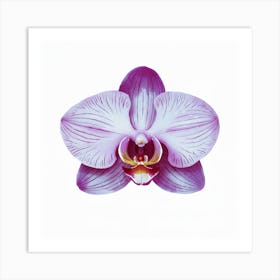 Orchid Flower Art Print