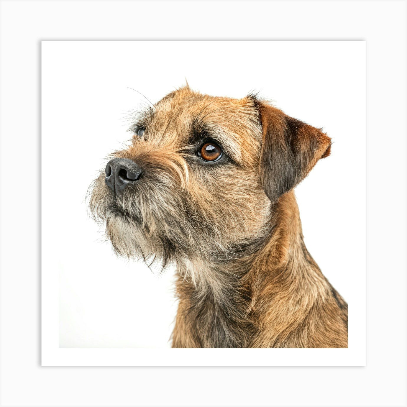 Border Terrier 1 Phone Case Wallet