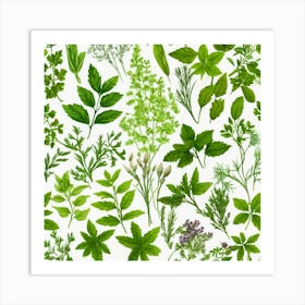 Herbs And Flowers Art Print