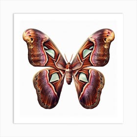 Butterfly of Attacus atlas 1 Art Print