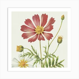 Cosmos Wildflower Vintage Botanical Art Print