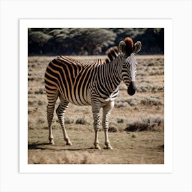 Zebra Art Print