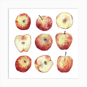 Red Apples Watercolor Painting Art Print