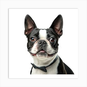 Boston Terrier Poster