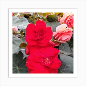 Begonias 18 Art Print