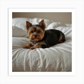 Yorkshire Terrier Art Print