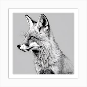 Fox Drawing Art Print