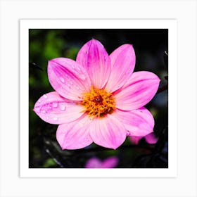 Pink Dahlia Art Print