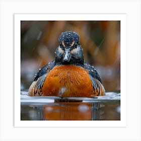 Ruddy Duck Art Print