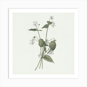 Flowering Plant Art Print