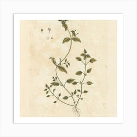 Botanical Illustration Of A Plant Art Print