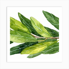 Olive Branch Watercolor Painting Art Print