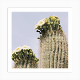 White Saguaro Flowers Art Print