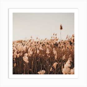 Dried Pampas Grass Square Art Print