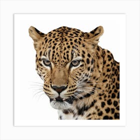 Leopard, Ursidae Art Print