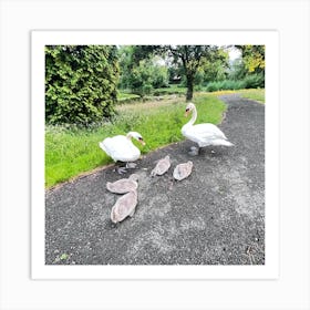 Family Of Swans Art Print