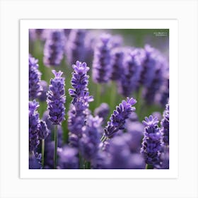 Lavender Flowers Art Print