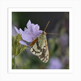 Butterfly On A Purple Flower Art Print