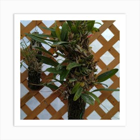 Two Plants Hanging From A Fence Art Print