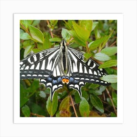 Butterfly 7 Art Print