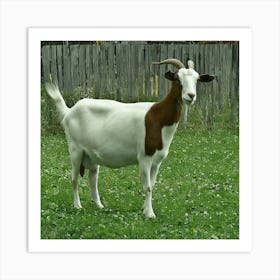 Goat In A Field Art Print