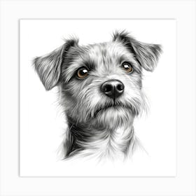 Norfolk Terrier Art Print