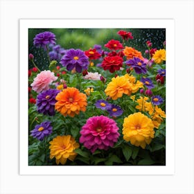 Colorful Dahlias In The Rain Art Print